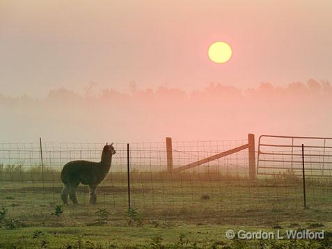 Alpaca Watching The Sunrise_15067.jpg - Photographed near Smiths Falls, Ontario, Canada.